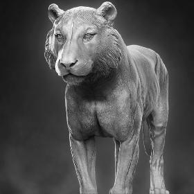 3D Tiger model